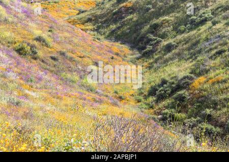 Helles orange pulsierende lebendige goldene Kalifornien Mohnblumen, saisonale Frühling einheimische Pflanze, Wildblumen in voller Blüte Stockfoto