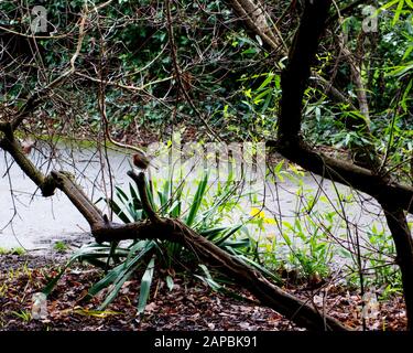 Ein Winter-Wunderland von Hedgerow in englischen Landstraßen rund um Winchester, Hampshire, England. Die schöne Vielfalt der Winterfarbe Stockfoto
