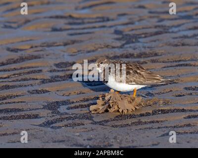 Turnstone Arenaria interpretiert die Fütterung des Tidelins am Blakeney Point Norfolk Stockfoto