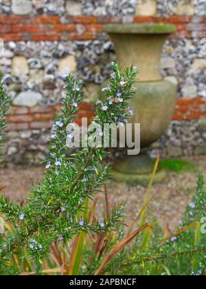 Cloisters Garden Der Kathedrale Von Winchester. Ein ummauerter Garten auf dem Gelände der Kathedrale in Hampshire, England. Im Winter eingenommen. Stockfoto