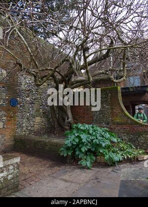 Cloisters Garden Der Kathedrale Von Winchester. Ein ummauerter Garten auf dem Gelände der Kathedrale in Hampshire, England. Im Winter eingenommen. Stockfoto