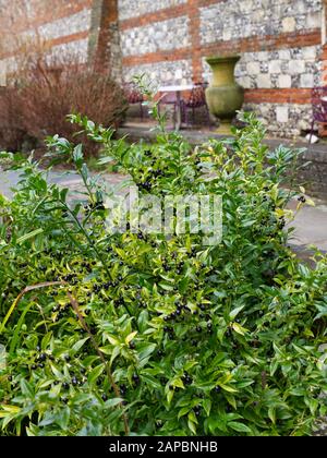 Cloisters Garden Der Kathedrale Von Winchester. Ein ummauerter Garten auf dem Gelände der Kathedrale in Hampshire, England. Im Winter eingenommen. Stockfoto