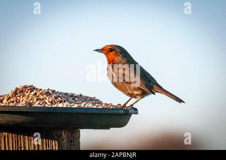 Gartenvogel ein Robin, der sich an einem Vogeltisch ernährt. Stockfoto