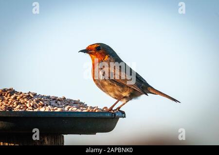 Gartenvogel ein Robin, der sich an einem Vogeltisch ernährt. Stockfoto