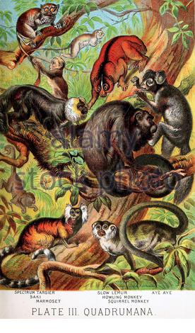 Spectrum Tarsier, Saki, Marmose, Slow Lemur, Howling Monkey, Squirrel Monkey, Aye Aye, klassische Farblithograph Illustration von 1880 Stockfoto