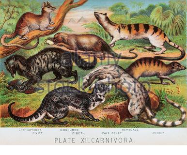 Cryptoprocta(extinct), Civitt(Civet), Ichneumon(Egyptian Mongose), Zibeth, Hemidale(Banded Palm civet), Pale Genet, Zenick, klassische Farblithographen-Illustration aus dem Jahr 1880 Stockfoto