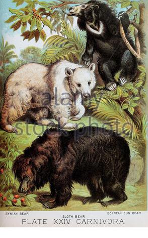 Syrischer Bär, Slith Bear, Bornean Sun Bear, klassische Farb-lithograph-Illustration aus dem Jahr 1880 Stockfoto