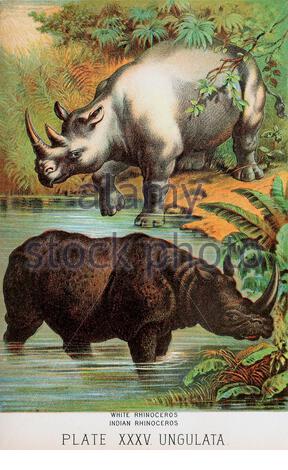 Weiße Rhinozeros, indische Rhinozeros, klassische Farblithographen-Illustration aus dem Jahr 1880 Stockfoto