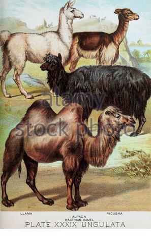 Llama, Alpaca, Vicugna, Baktrian-Kamel, klassische Farblithographen-Illustration von 1880 Stockfoto