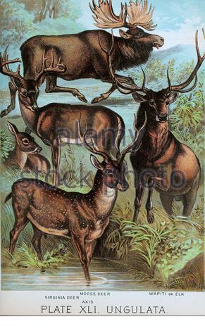 Elchhirsche, Virginia-Hirsche, Achsenhirsche, Wapiti oder Elk, klassische Farblithographen-Illustration aus dem Jahr 1880 Stockfoto