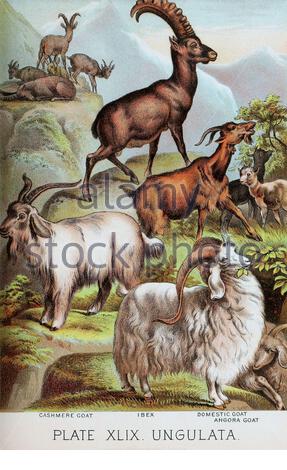 Kaschmirziege, Ibex, Hausziege, Angora-Ziege, klassische Farblithographen-Illustration aus dem Jahr 1880 Stockfoto