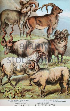 Felsige Bergschafe, kretische Schafe, Hausschafe, Bearded Argali, Highland Sheep, Merino-Schaf, klassische Farb-lithograph-Illustration aus dem Jahr 1880 Stockfoto