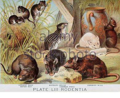 Harvest Mouse, Water Ratte, Barbary Mouse, Common Ratte, Common Mäuse, klassische Farblithograph Illustration aus dem Jahr 1880 Stockfoto