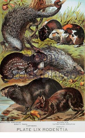 Brasilianische Stachelschweine, Rußige Paga, Capybara, Guinea-Schwein, getuftete Stachelschweine, Agouti, klassische Farblithographen-Illustration aus dem Jahr 1880 Stockfoto