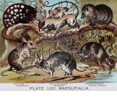 Dasyure(Quoll), Chaeropus(Schweinefußbandicoots) extinct, Merian's Opossum, Bandicoot, Virginia Opossum(North American Opossum), Yapock Opossum(Water Opossum), klassische Farblithographen-Illustration aus dem Jahr 1880 Stockfoto