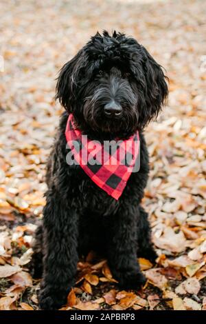 Hund Stockfoto