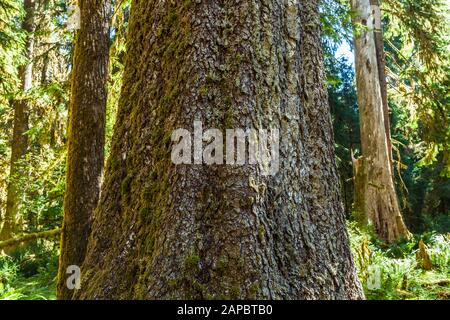 Ein Sitka Spruce Tree Trunk steigt aus dem Waldboden, Hoh Regenwald, Olympic National Park, Washington State, USA. Stockfoto