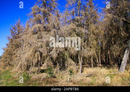 Blick auf ausgetrocknete verwelkte Nadelbäume in Wald gegen blauen Himmel nach trockenem heißen Sommer 2019 - Niederlande, De groote Peel Stockfoto