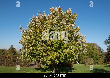 Sommerliches Laub und grüne Beeren eines tibetischen Whitebeam Tree (Sorbus thibetica 'John Mitchell') mit Hellblauem Himmel Im Wakehurst Garden Stockfoto