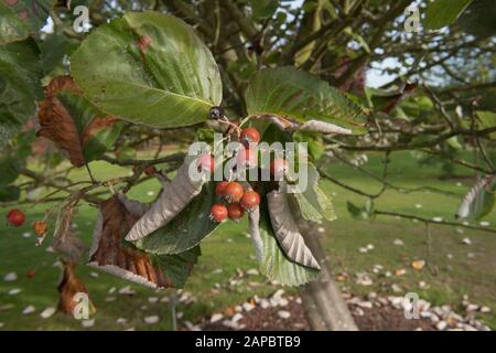 Herbstblätter und rote Beeren eines tibetischen Whitebalbeam Tree (Sorbus thibetica "John Mitchell") in einem Garten in Wakehurst, West Sussex Stockfoto