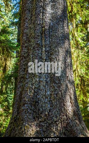 Ein Sitka Spruce Tree Trunk steigt aus dem Waldboden, Hoh Regenwald, Olympic National Park, Washington State, USA. Stockfoto