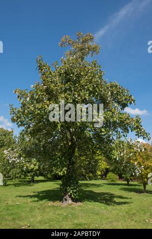 Spätsommer-Laub und grüne Beeren eines tibetischen Whitebeam Tree (Sorbus thibetica) mit Hellblauem Himmelshintergrund in einem Garten in Wakehurst Stockfoto