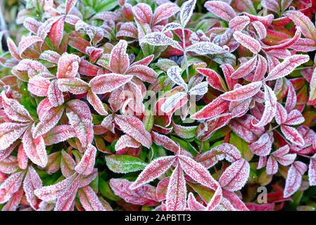 Näher oben an den gestürzten roten Blättern an der Strauch Nandina Domestica Stockfoto