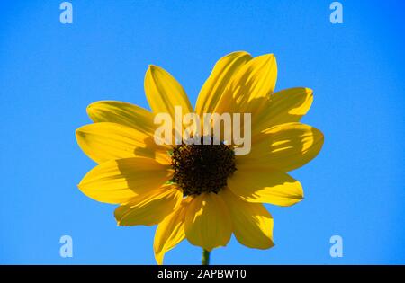 Der niedrige Winkel zeigt die vereinzelte gelbe Sonnenblume (Helianthus artrorubens), die gegen den blauen Himmel blüht Stockfoto