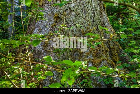 Ein Sitka Spruce Tree Trunk steigt aus dem Waldboden, Hoh Regenwald, Olympic National Park, Washington State, USA. Stockfoto