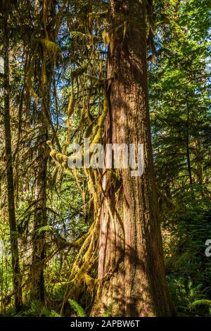 Frühmorgendliches Licht, das durch die Bäume schleicht, um den mit Moos bedeckten Zedernbaum, den Olympic National Park, den Hoh River Trail, Washington, USA, zu beleuchten. Stockfoto