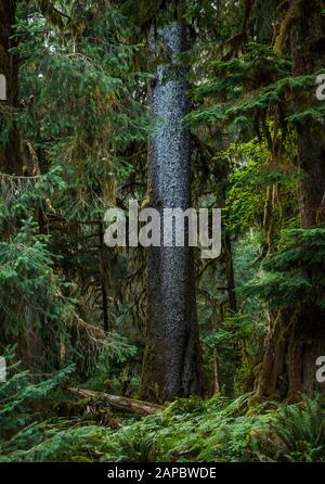 Ein Sitka Spruce Tree Trunk steigt aus dem Waldboden, Hoh Regenwald, Olympic National Park, Washington State, USA. Stockfoto