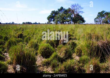 Blick auf die maroden Landgrasbüschel im ausgetrockneten See in der niederländischen Heidelandschaft nach trockenem und warmem Sommer - Strabrechtse Heide bei Eindhoven, Niederlande Stockfoto