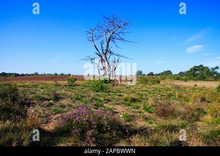 Blick über trockene Heidelandschaft mit erica Blumen und totem, isoliertem Baum gegen den blauen Himmel - Groote Heide bei Eindhoven, Niederlande Stockfoto