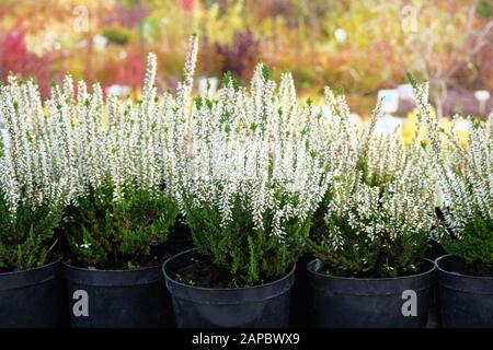 Gartengeschäft. Heather of White Color (Calluna vulgaris) in schwarzen Töpfen zum Verkauf angeboten. Gärtnerei mit Pflanzen und Blumen für die Gartenarbeit. Stockfoto
