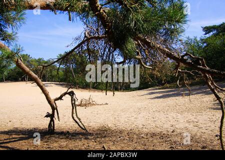 Blick über den toten Trockenbaum-Ast auf Sanddüne mit schottriger Kiefernwaldhintergrund vor blauem Himmel - Loonse und Drunense Duinen, Niederlande Stockfoto