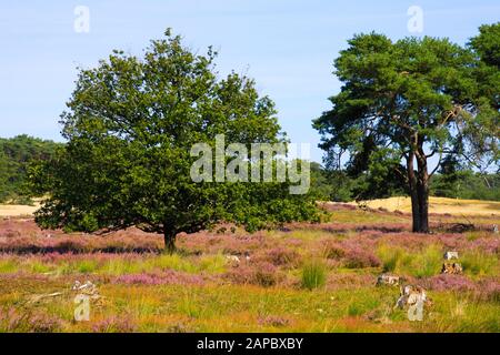 Blick über grünes und violettes Heidefeld auf isolierte Eiche und Schotten (schotten, Pinus sylvestris) Kiefernbaum - Loonse und Drunense Duinen, Niederlande Stockfoto