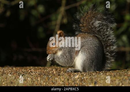 Ein süßes graues Kürbis, Scirius carolinensis, auf einer Betonbrücke sitzend, die sich von Samen ernährt. Stockfoto