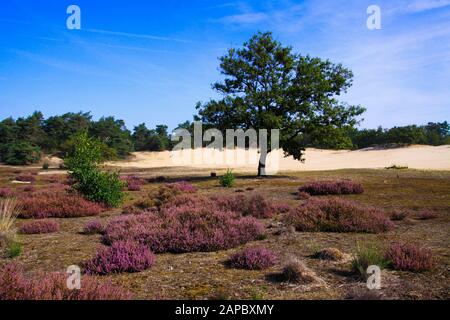 Blick über den violett blühenden erica Blumenbusch auf isolierter Eiche mit Sanddünen, Nadelwaldhintergrund vor blauem Himmel - Loonse und Drun Stockfoto