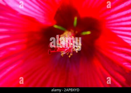 Makro Nahaufnahme mit Blick in die Hibiskusblüte entlang von Filamenten auf leuchtend rot leuchtenden Kronblättern mit grün leuchtenden Hecken Stockfoto