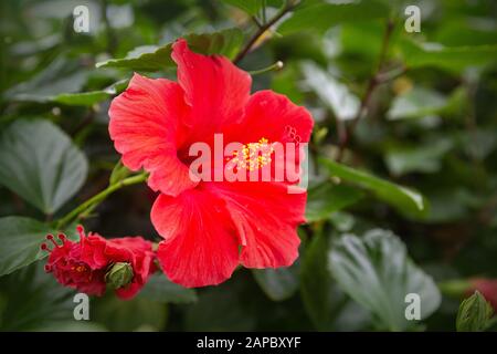 Hellrosa große Blume aus violettem Hibiskus (Hibiscus Rose sinensis) auf grünen Blättern natürlichen Hintergrund Stockfoto