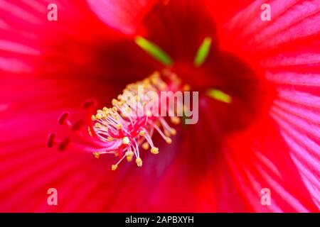 Makro Nahaufnahme mit Blick in die Hibiskusblüte entlang von Filamenten auf leuchtend rot leuchtenden Kronblättern mit grün leuchtenden Hecken Stockfoto