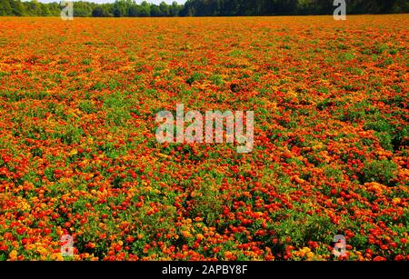 Blick auf endloses Feld mit unzähligen gelben und orangefarbenen marigalten Blumen (Tagetes erecta und Patula) - Niederlande, Limburger zwischen Roermond und Venlo Stockfoto