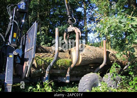 VIERSEN, DEUTSCHLAND - 24. AUGUST. 2019: Blick auf die Forstarbeit. Eine Waldkranladung zerschnitt Baumstämme auf Anhänger. Stockfoto