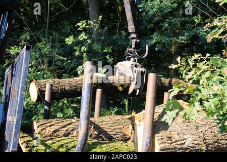 VIERSEN, DEUTSCHLAND - 24. AUGUST. 2019: Blick auf die Forstarbeit. Eine Waldkranladung zerschnitt Baumstämme auf Anhänger. Stockfoto