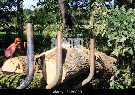 VIERSEN, DEUTSCHLAND - 24. AUGUST. 2019: Blick auf die Forstarbeit. Eine Waldkranladung zerschnitt Baumstämme auf Anhänger. Stockfoto