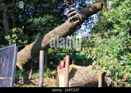 VIERSEN, DEUTSCHLAND - 24. AUGUST. 2019: Blick auf die Forstarbeit. Eine Waldkranladung zerschnitt Baumstämme auf Anhänger. Stockfoto