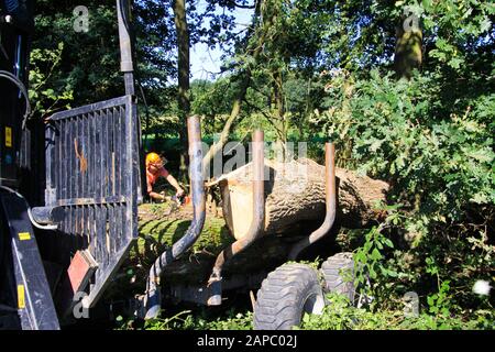 VIERSEN, DEUTSCHLAND - 24. AUGUST. 2019: Blick auf die Forstarbeit. Eine Waldkranladung zerschnitt Baumstämme auf Anhänger. Stockfoto