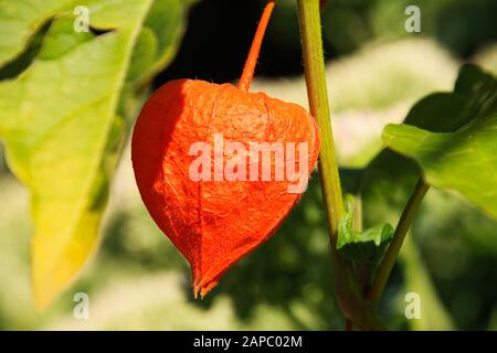 Nahaufnahme der leuchtend orangefarbenen Blasenkirsche (Physalis alkekengi), die an der Pflanze mit unscharfen grünen Blättern hängt Stockfoto