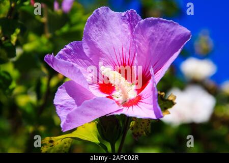 Nahaufnahme der roten und rosafarbenen Rosengalbenblüte (Hibiscus syriacus) mit grünen unscharfen Blättern und blauem Himmelshintergrund Stockfoto