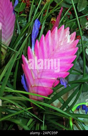 Bromelien blühen close-up Stockfoto